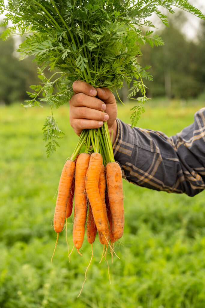 A farmer holds up a bundle of carrots