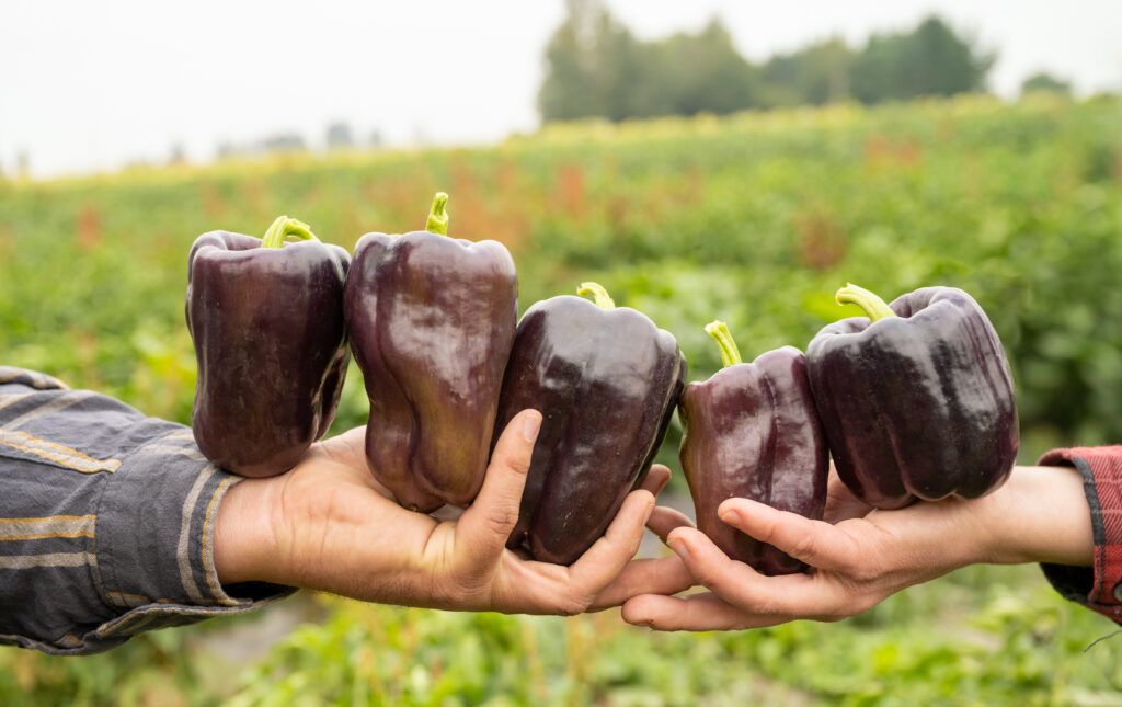 Two hands holding several purple peppers